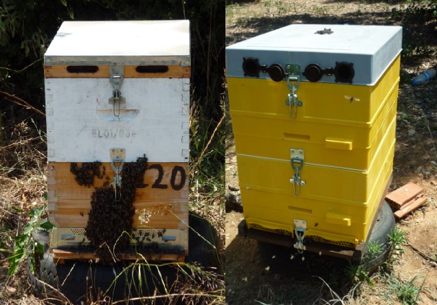 Bees forced to come out of the wooden hive due to the summer day high temperatures