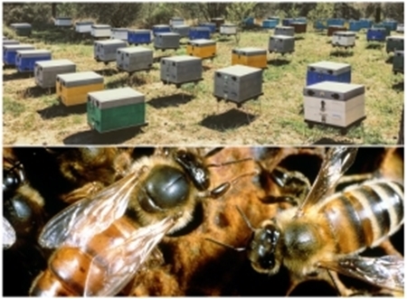 Picture for category Bee Colonies - Queens