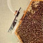 Bild von Observation Bee Beehive BEEAMOND Professional Model