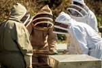 Immagine di The Apiarist Beekeeping Suit BJ Sherriff (Khaki)